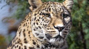 Preview wallpaper leopard, spots, predator, glance, animal