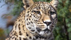 Preview wallpaper leopard, spots, predator, glance, animal