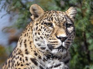 Preview wallpaper leopard, spots, predator, glance, animal