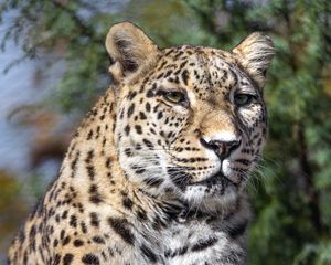 Preview wallpaper leopard, spots, predator, glance, animal