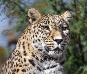 Preview wallpaper leopard, spots, predator, glance, animal