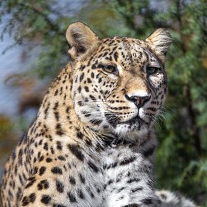 Preview wallpaper leopard, spots, predator, glance, animal