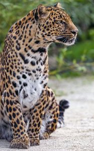 Preview wallpaper leopard, spotted, big cat, animal, wild