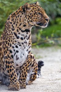 Preview wallpaper leopard, spotted, big cat, animal, wild