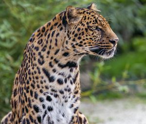 Preview wallpaper leopard, spotted, big cat, animal, wild
