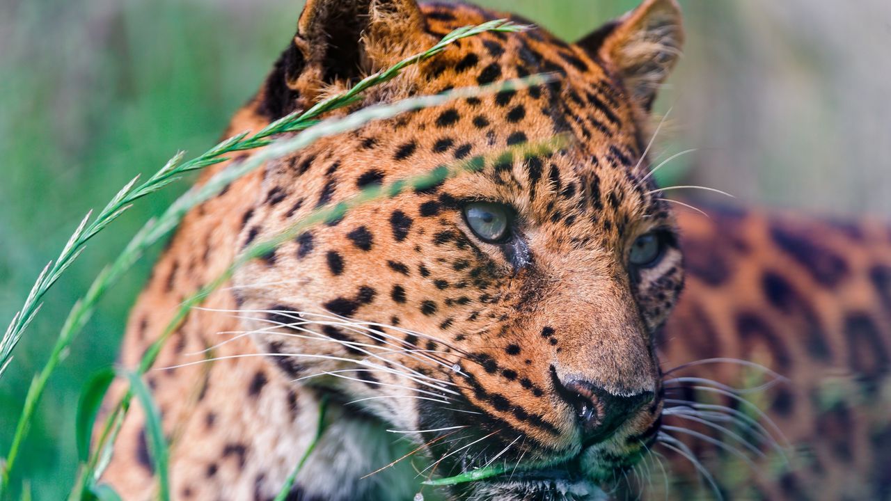 Wallpaper leopard, spotted, grass, lie down, big cat