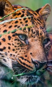 Preview wallpaper leopard, spotted, grass, lie down, big cat