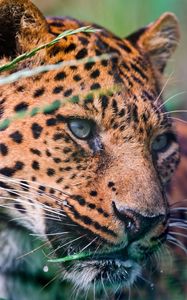 Preview wallpaper leopard, spotted, grass, lie down, big cat