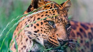 Preview wallpaper leopard, spotted, grass, lie down, big cat