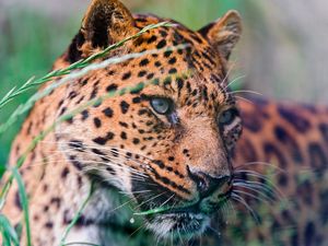 Preview wallpaper leopard, spotted, grass, lie down, big cat