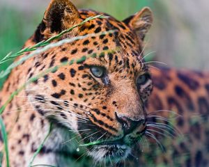 Preview wallpaper leopard, spotted, grass, lie down, big cat