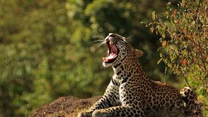 Preview wallpaper leopard, stones, grass, creek