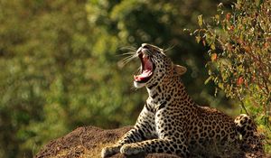 Preview wallpaper leopard, stones, grass, creek