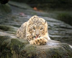 Preview wallpaper leopard, stones, lie down, rest