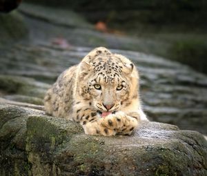 Preview wallpaper leopard, stones, lie down, rest