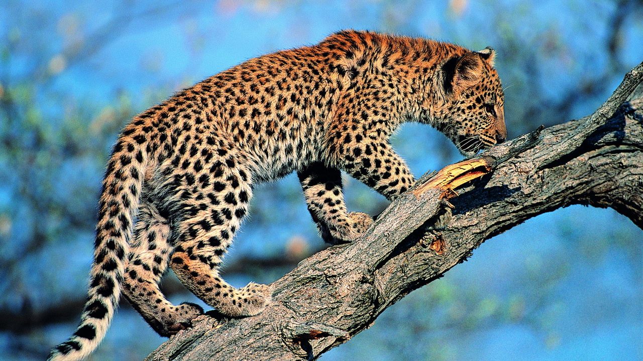 Wallpaper leopard, tail, tree