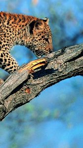 Preview wallpaper leopard, tail, tree