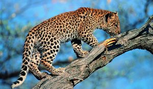 Preview wallpaper leopard, tail, tree