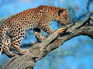 Preview wallpaper leopard, tail, tree