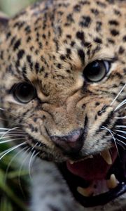 Preview wallpaper leopard, teeth, anger, aggression, big cat