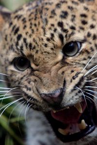 Preview wallpaper leopard, teeth, anger, aggression, big cat