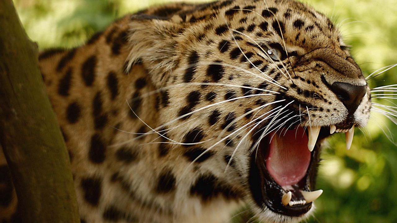 Wallpaper leopard, teeth, face, big cat