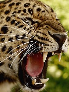 Preview wallpaper leopard, teeth, face, big cat