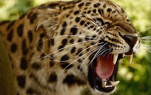 Preview wallpaper leopard, teeth, face, big cat