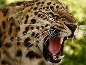 Preview wallpaper leopard, teeth, face, big cat