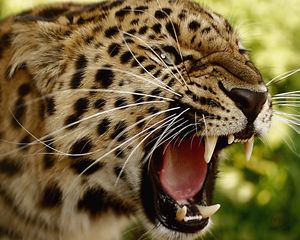 Preview wallpaper leopard, teeth, face, big cat