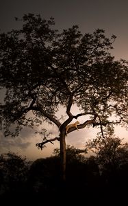 Preview wallpaper leopard, tree, branches, predator, sunset