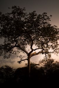 Preview wallpaper leopard, tree, branches, predator, sunset