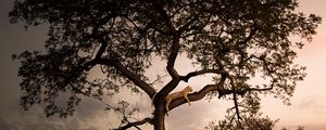 Preview wallpaper leopard, tree, branches, predator, sunset