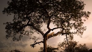 Preview wallpaper leopard, tree, branches, predator, sunset