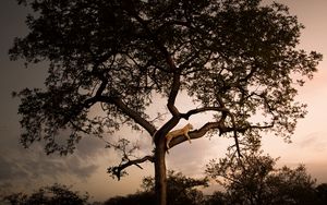 Preview wallpaper leopard, tree, branches, predator, sunset