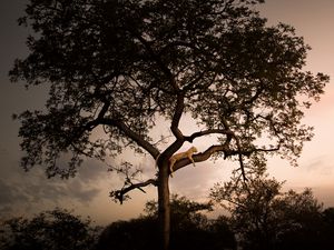 Preview wallpaper leopard, tree, branches, predator, sunset