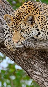 Preview wallpaper leopard, tree, lie down, predator