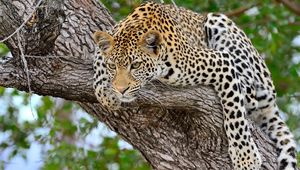 Preview wallpaper leopard, tree, lie down, predator