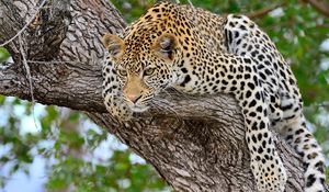 Preview wallpaper leopard, tree, lie down, predator