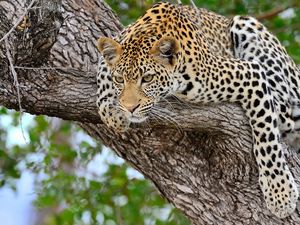 Preview wallpaper leopard, tree, lie down, predator