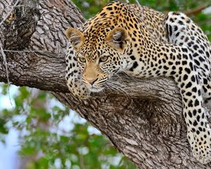 Preview wallpaper leopard, tree, lie down, predator