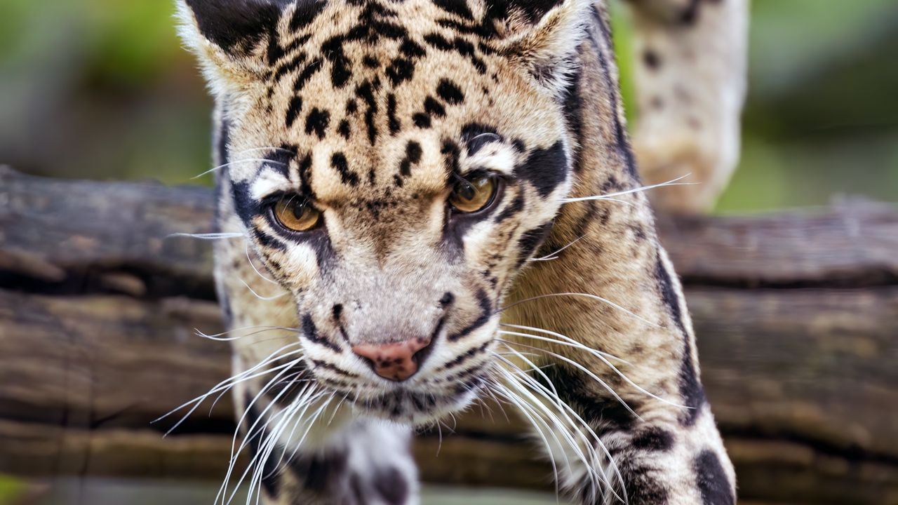 Wallpaper leopard, trees, glance, fur, animal