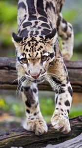 Preview wallpaper leopard, trees, glance, fur, animal