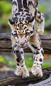 Preview wallpaper leopard, trees, glance, fur, animal