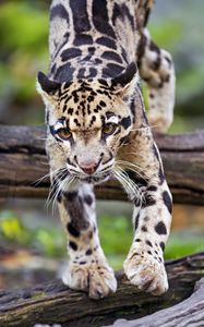 Preview wallpaper leopard, trees, glance, fur, animal