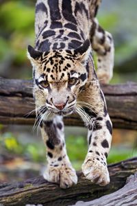 Preview wallpaper leopard, trees, glance, fur, animal