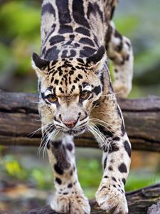 Preview wallpaper leopard, trees, glance, fur, animal