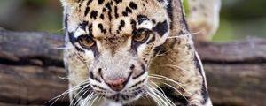 Preview wallpaper leopard, trees, glance, fur, animal
