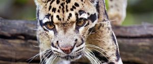 Preview wallpaper leopard, trees, glance, fur, animal