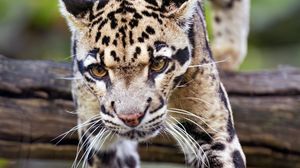 Preview wallpaper leopard, trees, glance, fur, animal